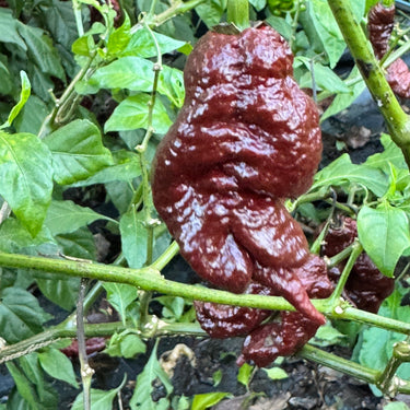 Chocolate Primotalii - Seeds - The Pepper Pantry (Formerly Marie Sharp's)